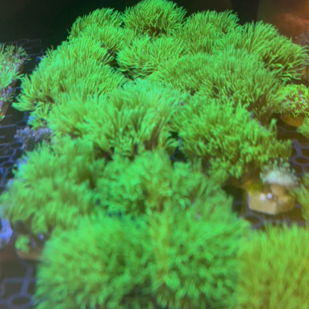 海水观赏长须荧光草皮三绿皮革手星花闪千手