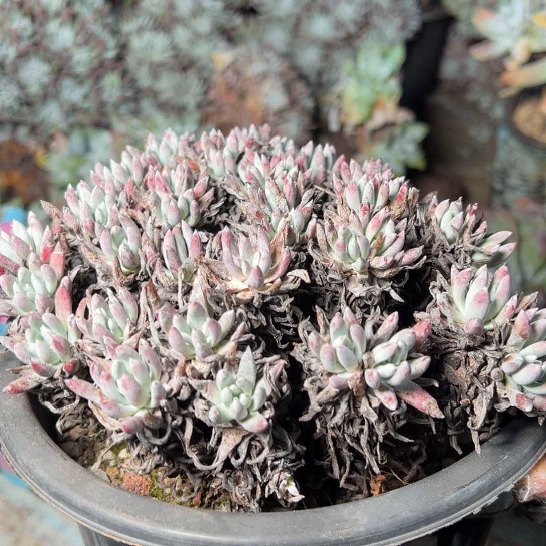 9057哈哈哈哈哈哈哈哈