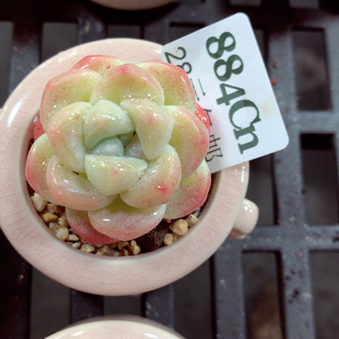 5厘米盆精控多肉884