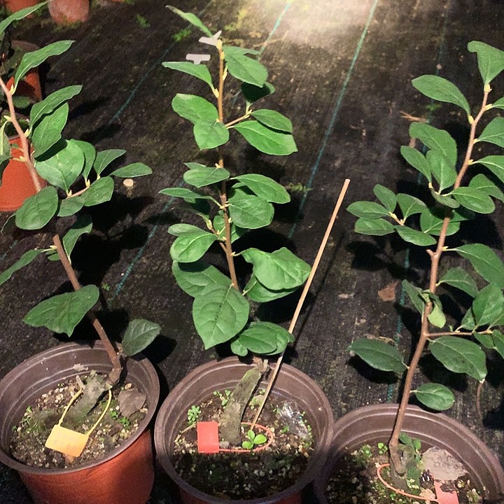 完全开放紫气东来嫁接苗49.9