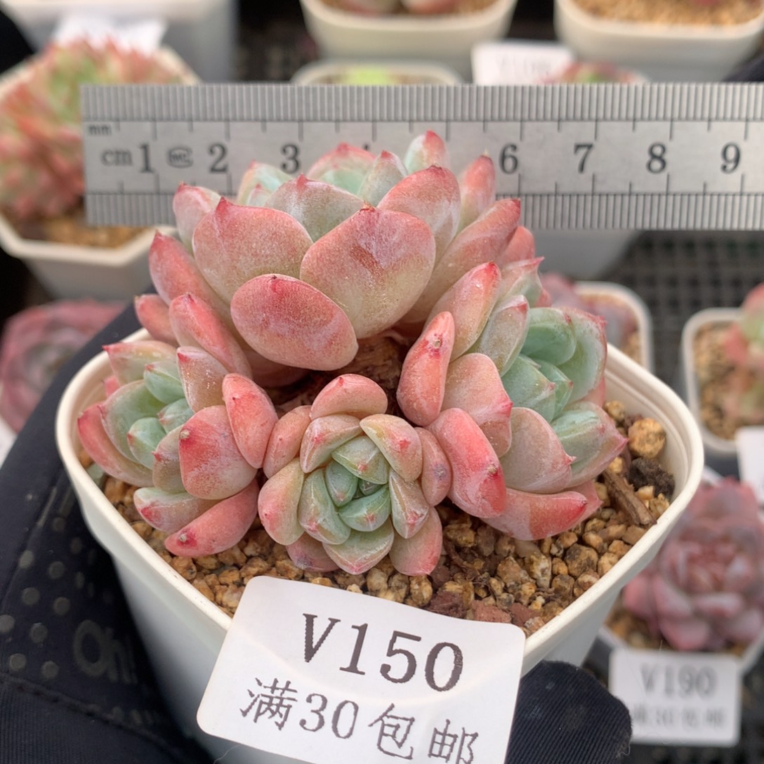 150。老桩厚梦。四头整桩群。