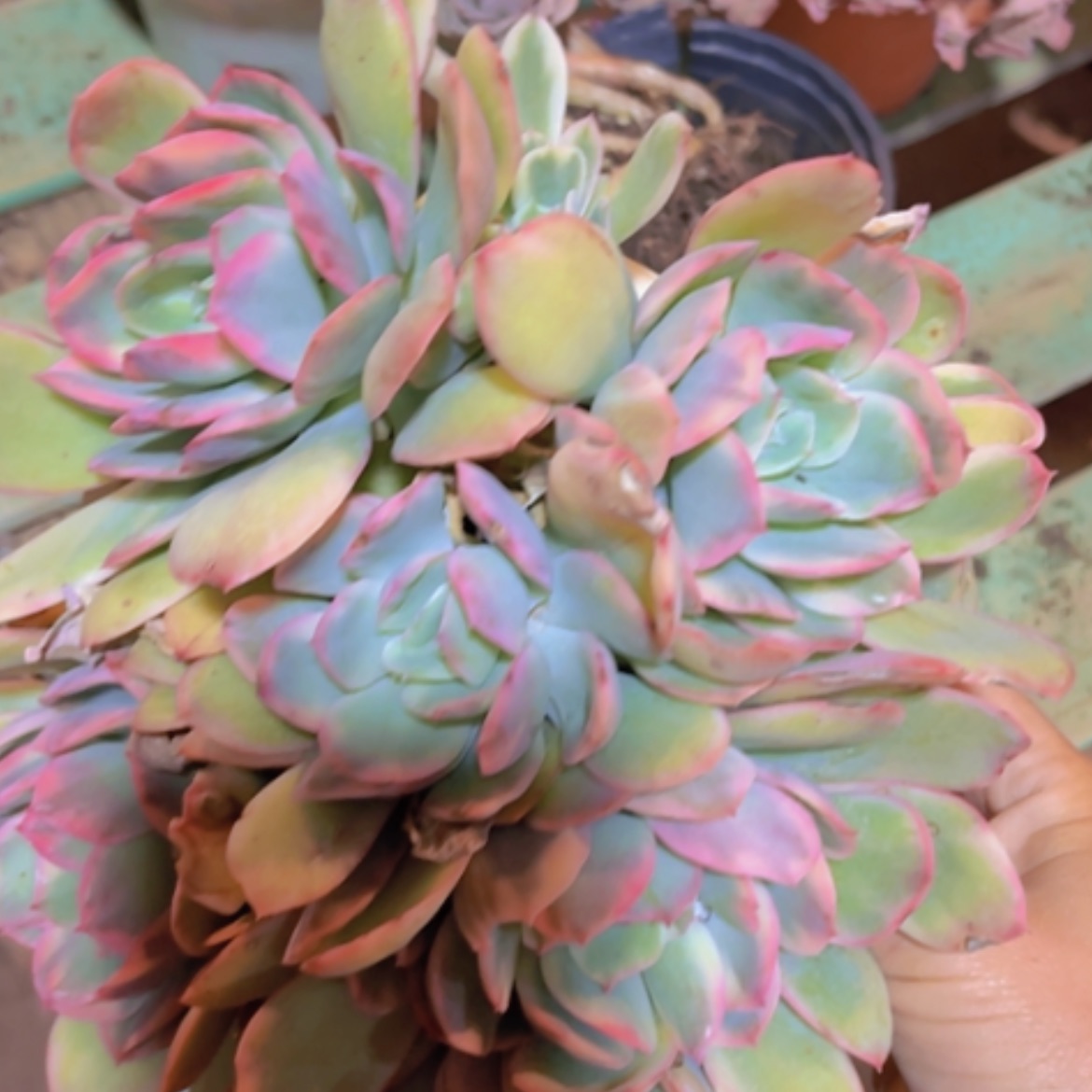 【闪购商品】绮罗锦17277