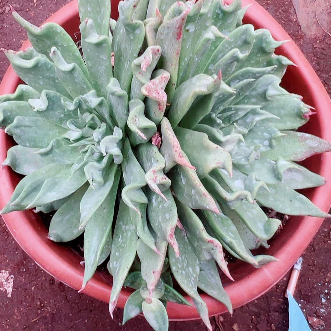 9220皱叶绿雪山杂交