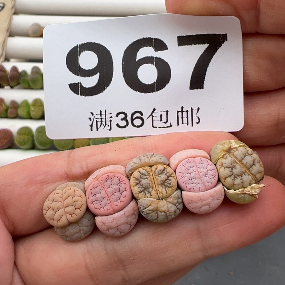 4.18好看的多肉脱土发货967