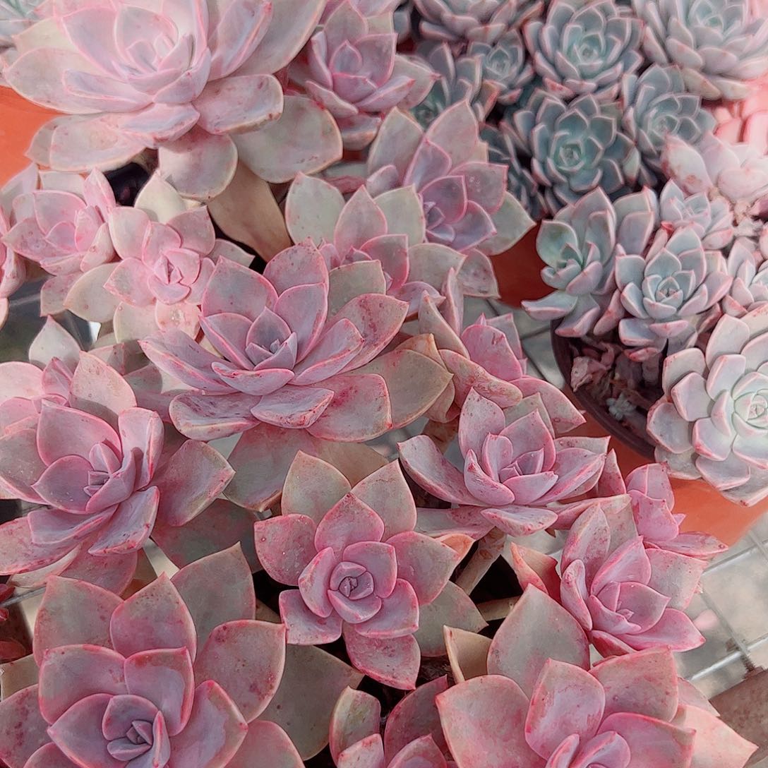 中国初恋多头群生老桩二盆