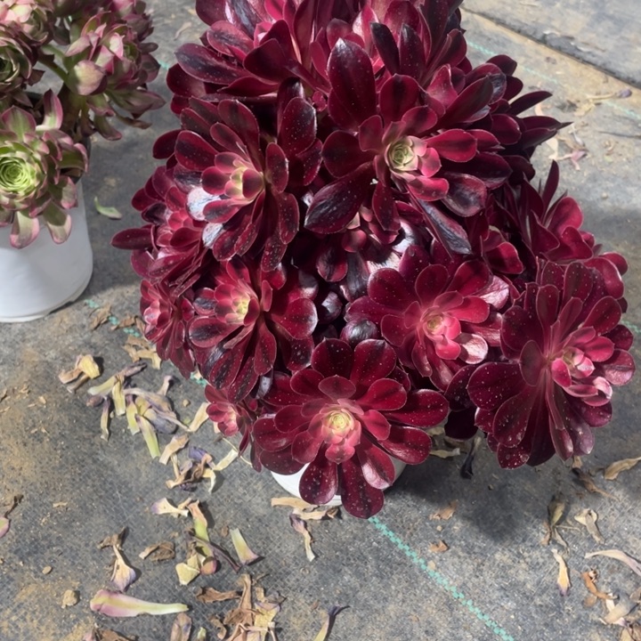 30号老桩美杜莎法师