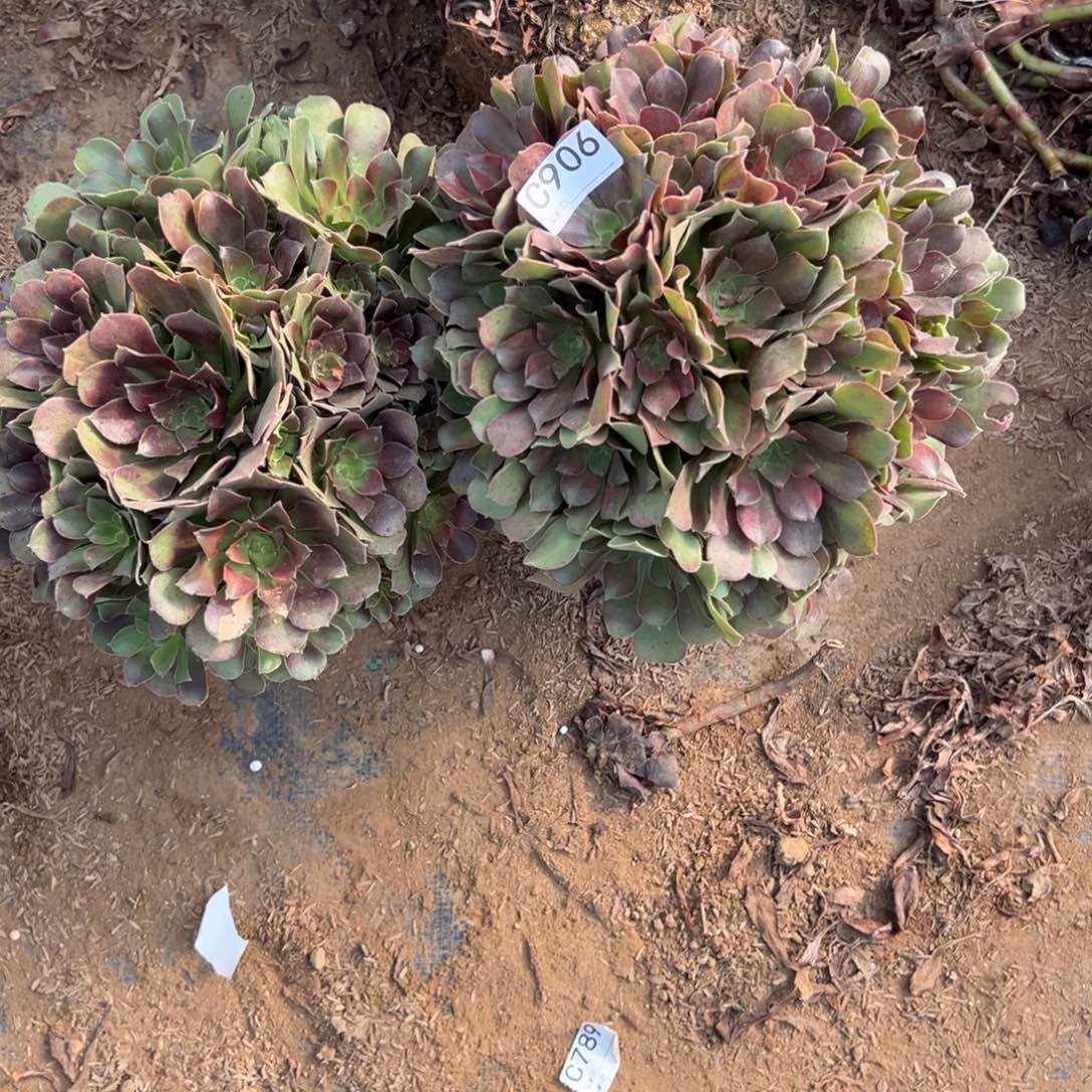 用***4906两颗组合多肉植物