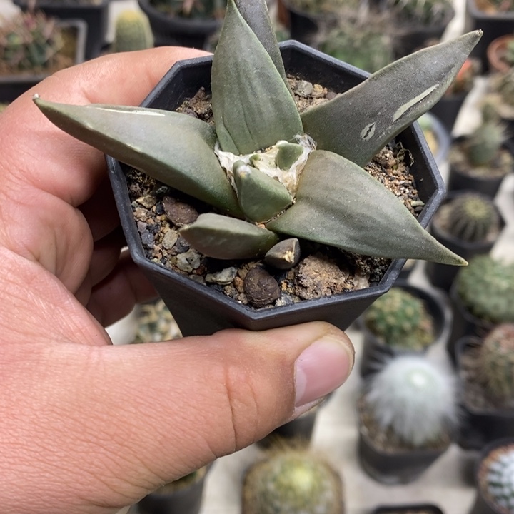 大号岩牡丹特价福利