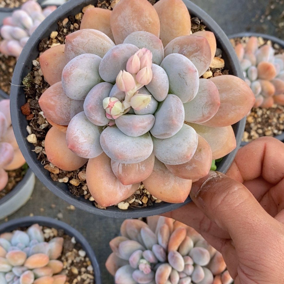 鲜***儿一物一拍多肉植物，满38包邮