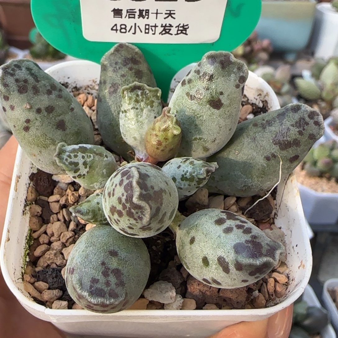 海豹盆口6。   825。      