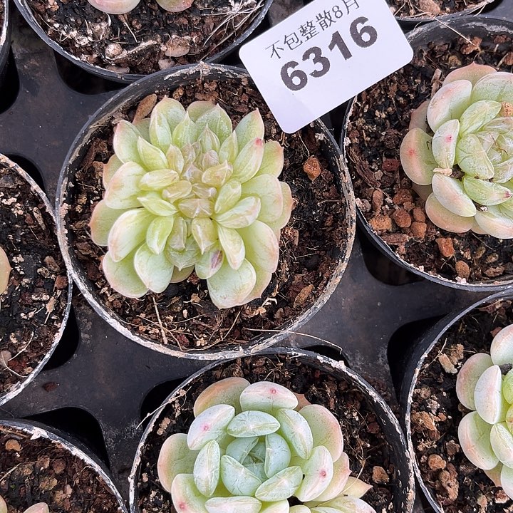 阿雅园艺。       6316白恋