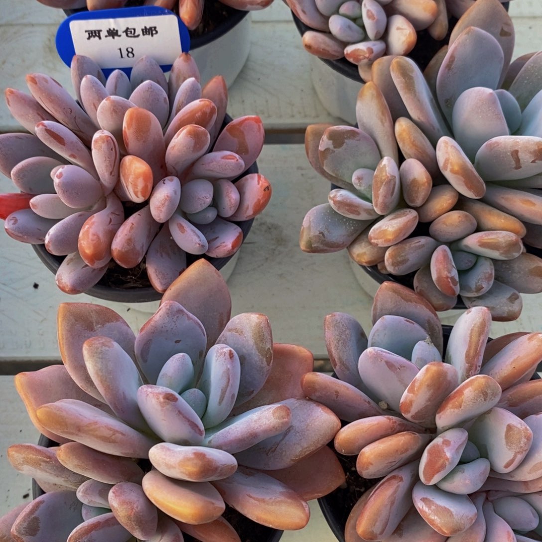 18-精品母本老桩粉兔群一个