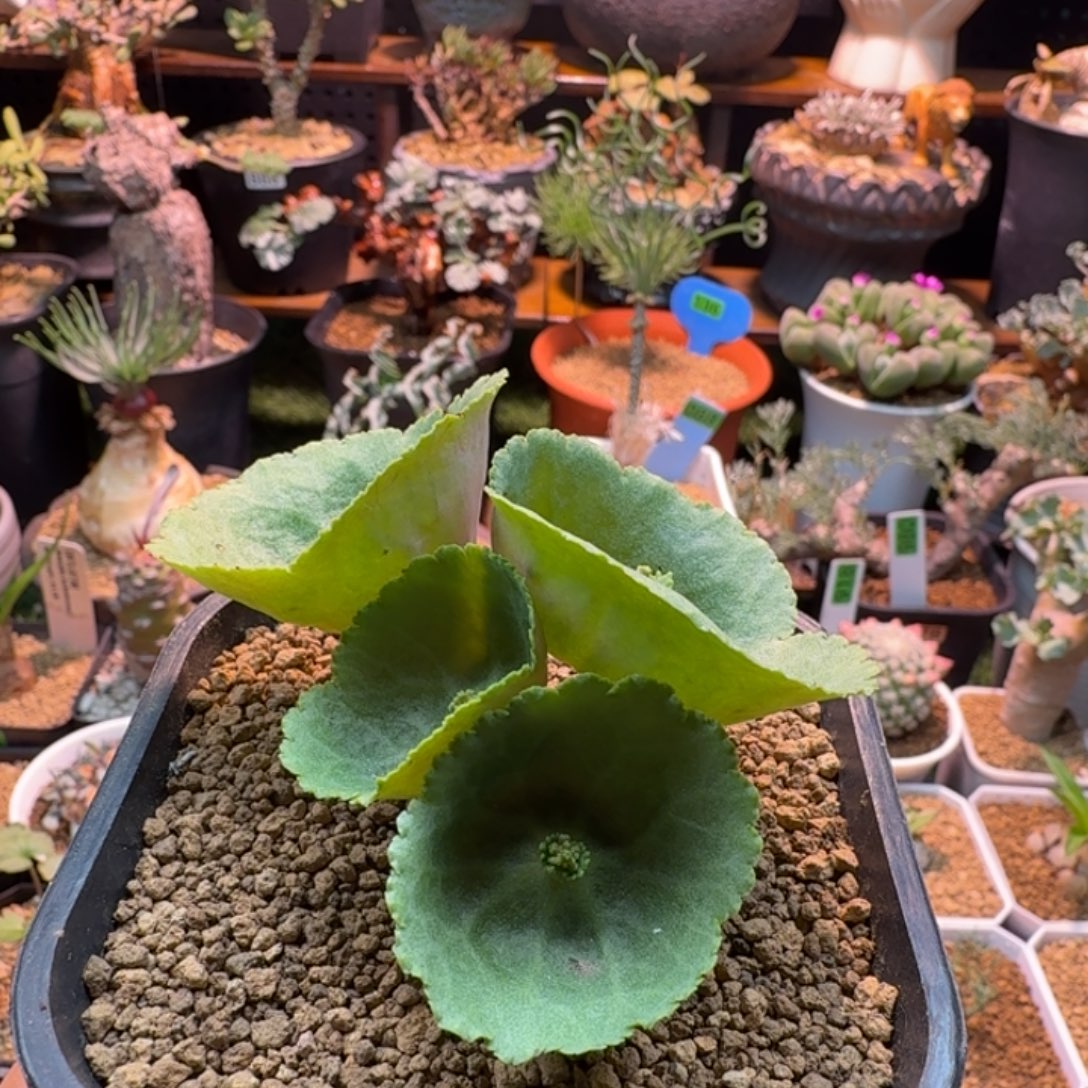 默***小雨伞968 仙人球