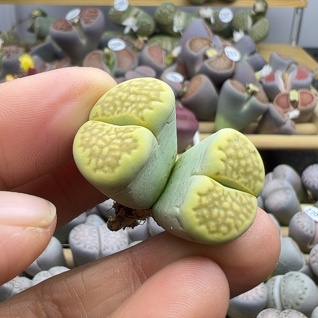 2052 生石花清货不售后