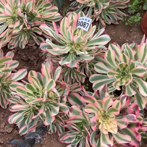 087女巫不包断枝