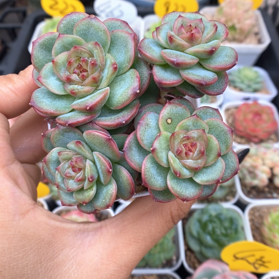 沅芷珍妮群生954号 
