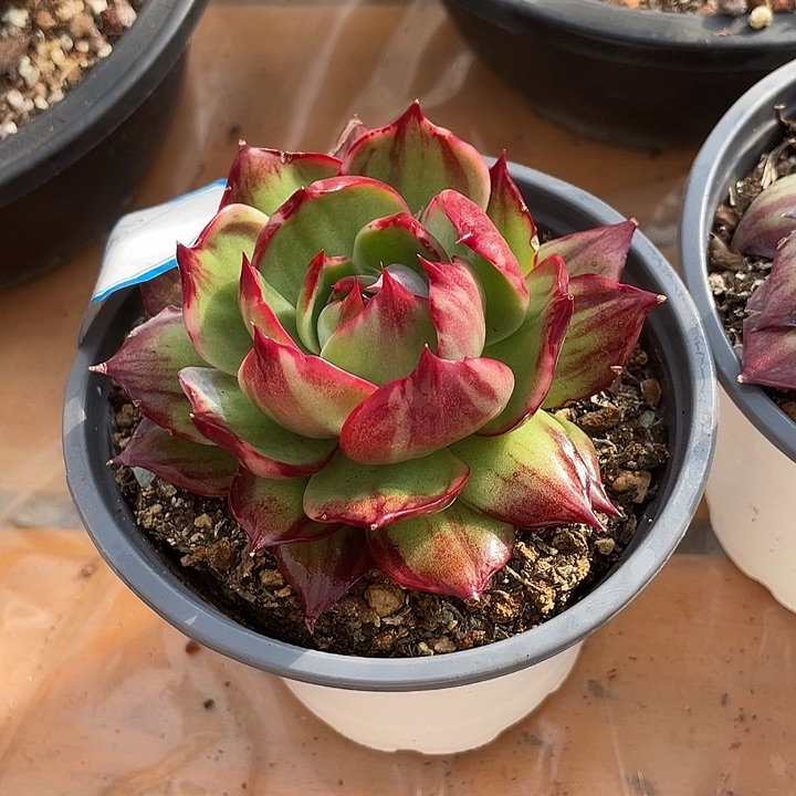 惊鸿仙子多肉植物5866