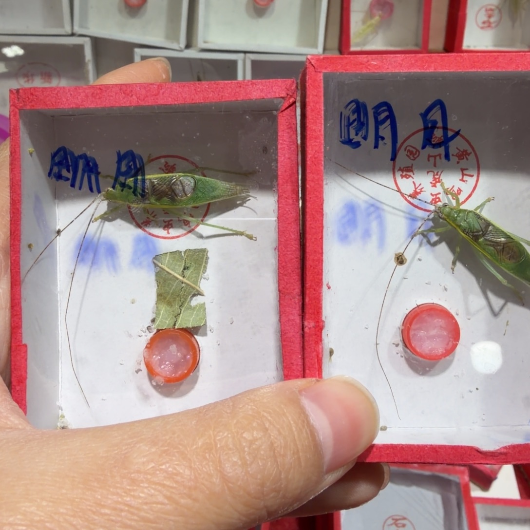 明***。蟋蟀须瑕疵金钟二条