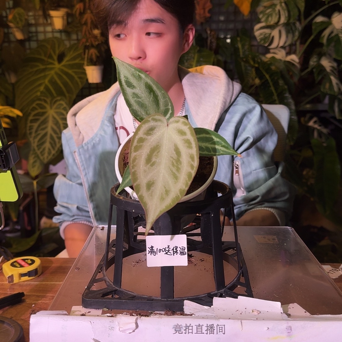 不开花植物H261银色面纱杂闪耀