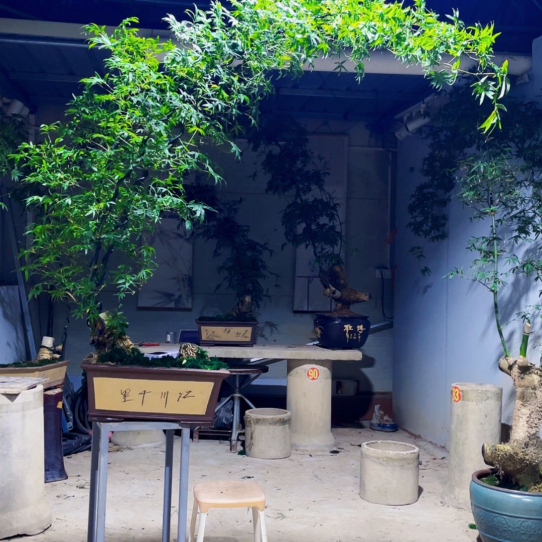 啊****无花朵小叶簕竹熟桩陶瓷盆一物一拍