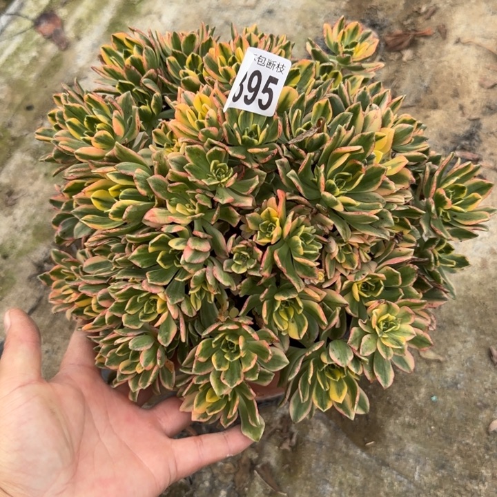 甜茶……多肉植物……