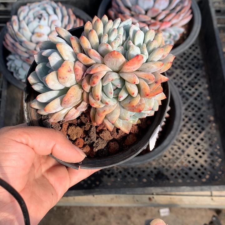 ～***～12512缀嗯嗯嗯嗯嗯嗯好