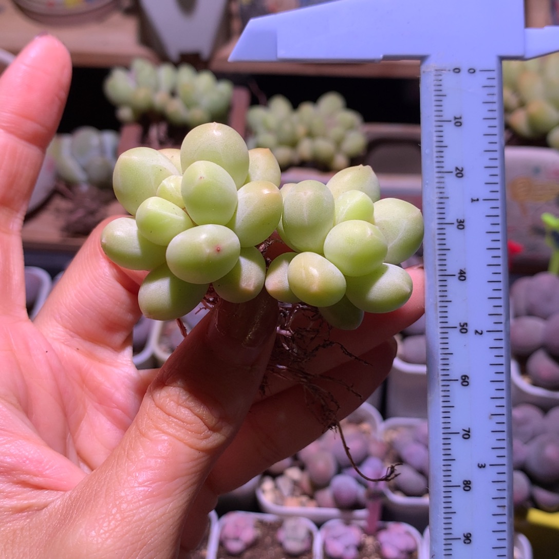 天空美人 精品韩国奶酪多肉