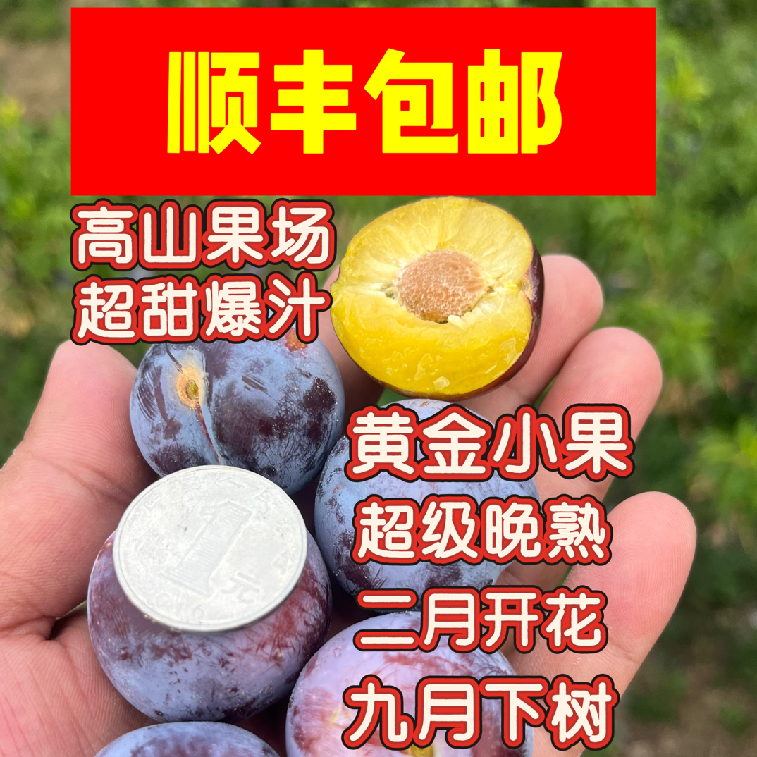 古蔺三道水小脆红李（助农）新鲜当季脆甜多汁水果