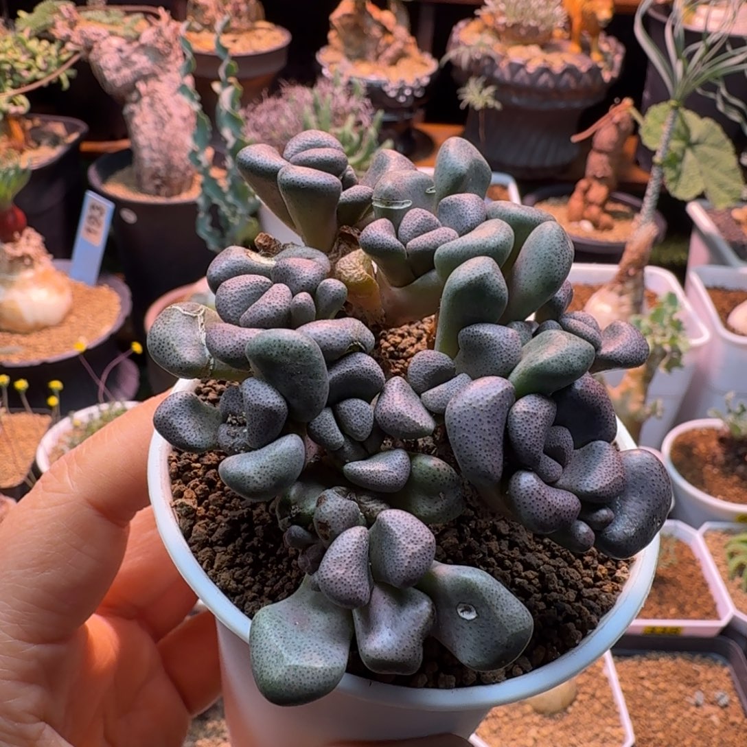 老桩唐扇695 仙人掌