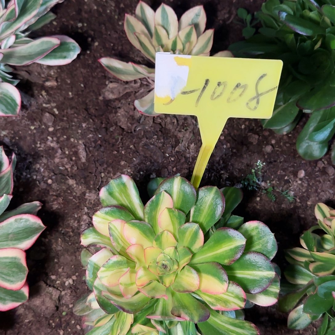 3-1008---多头多肉植物