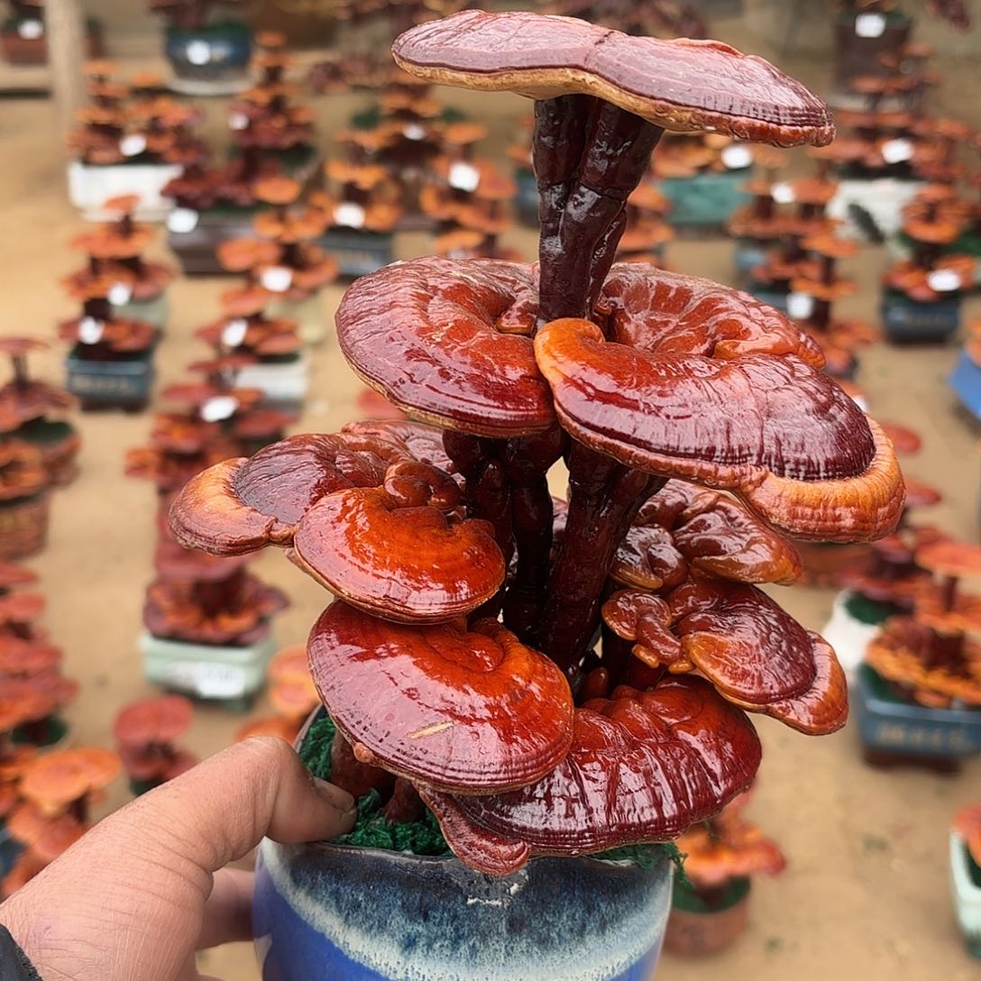 无花朵灵芝是我国著名植物