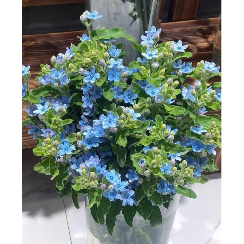 【蓝星花】同地址两单顺丰或京东送货上门