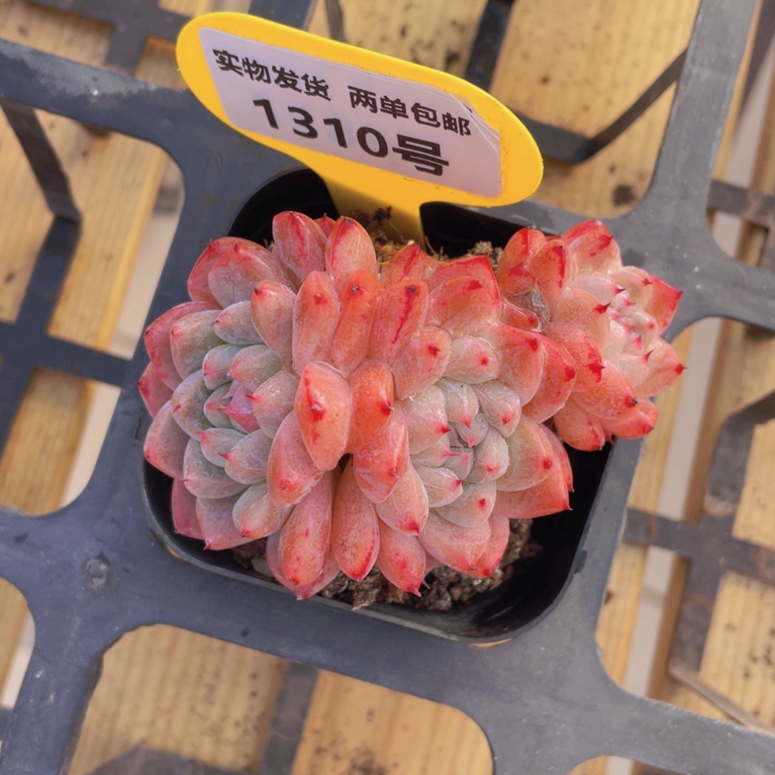 1310号 如梦令群生一个