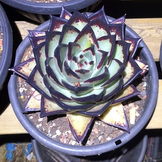 乌木福利多肉植物
