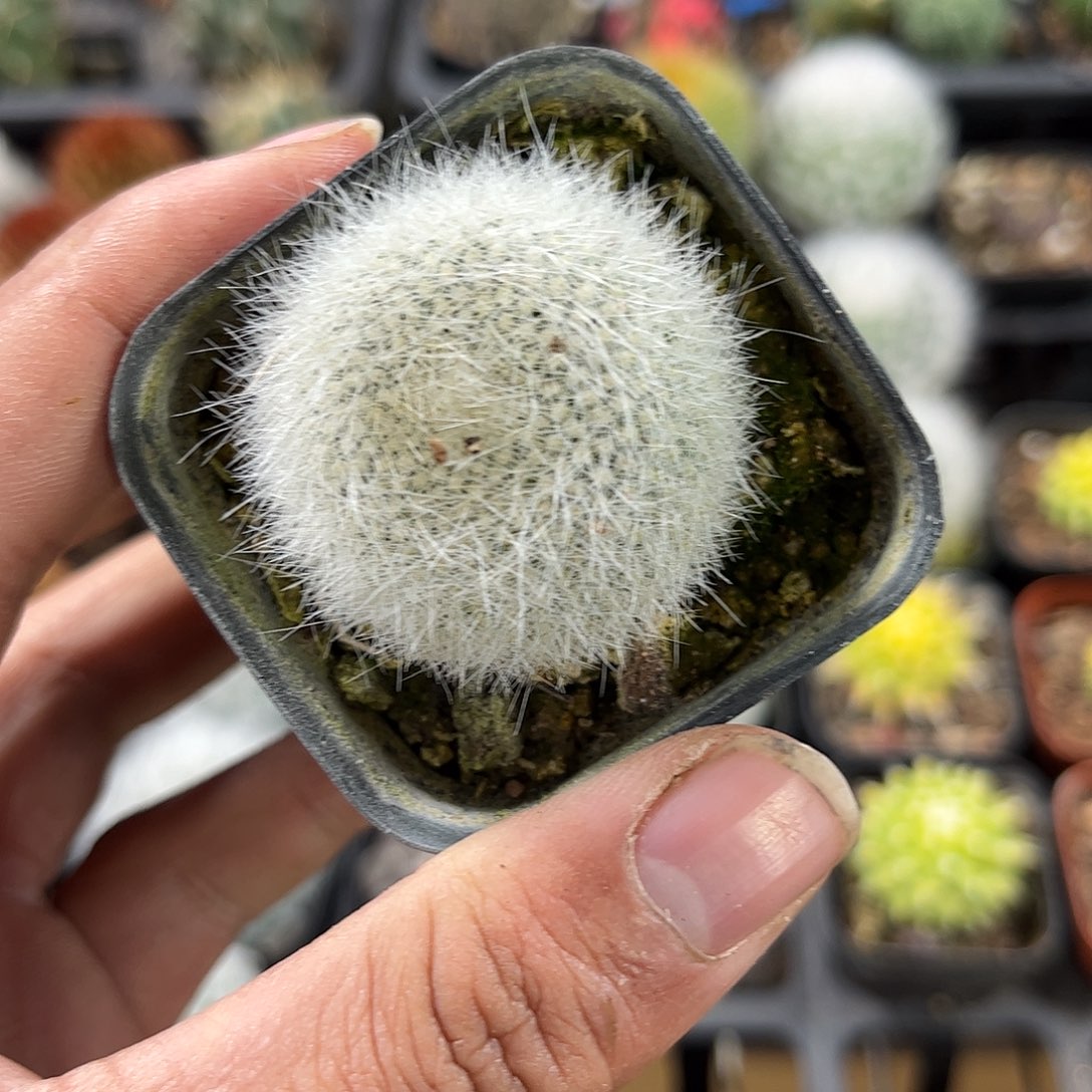 白雪光单头发货单头发