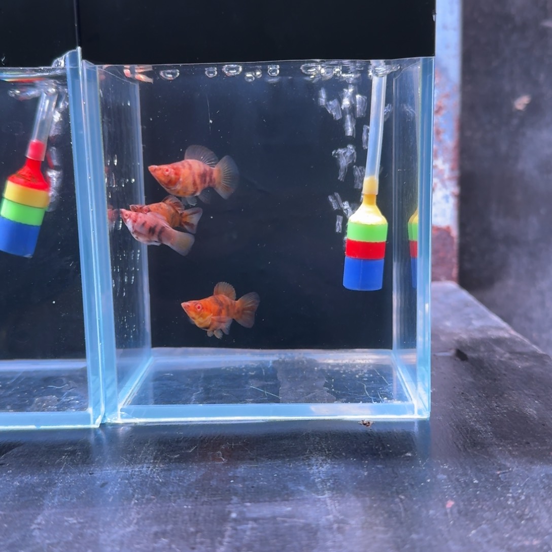 孔雀鱼巧克力斑马4条