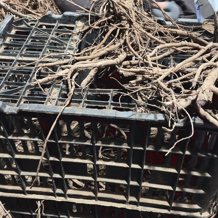 完全开放牡丹花开