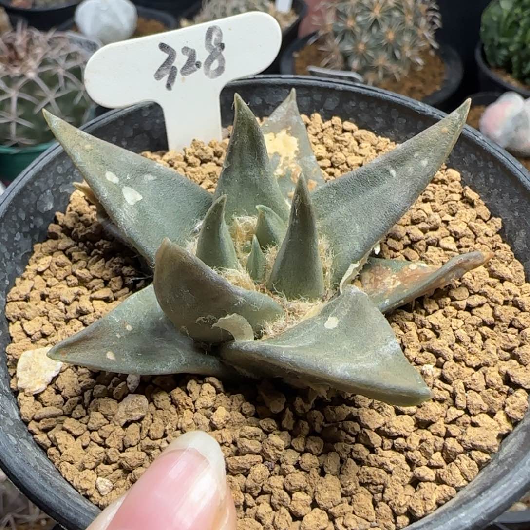 328实生龙牙牡丹多肉