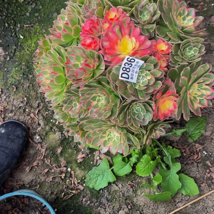 海燕花花25-31包邮花花