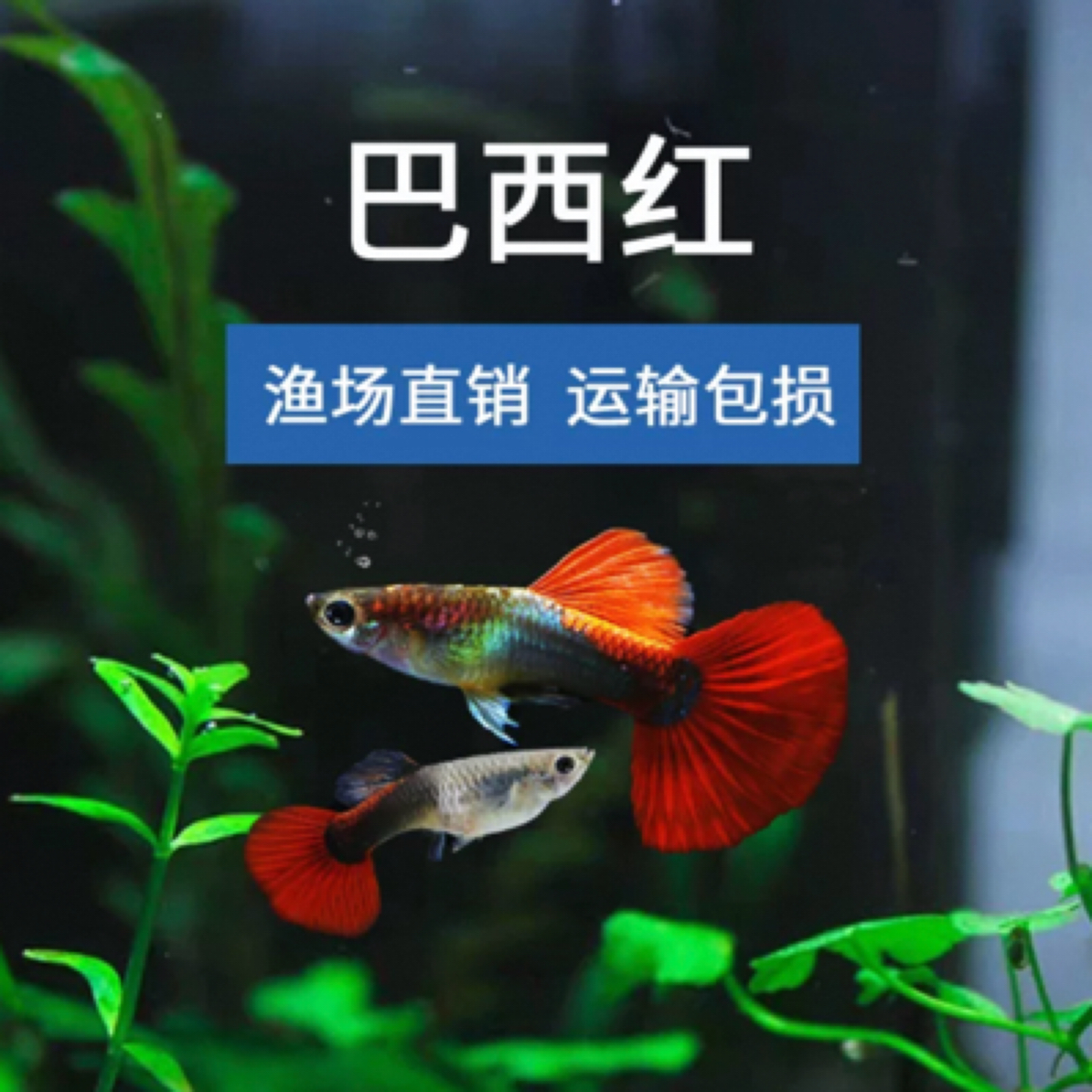精品观赏鱼 巴西小红扇