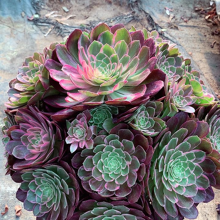 万花筒，多肉植物