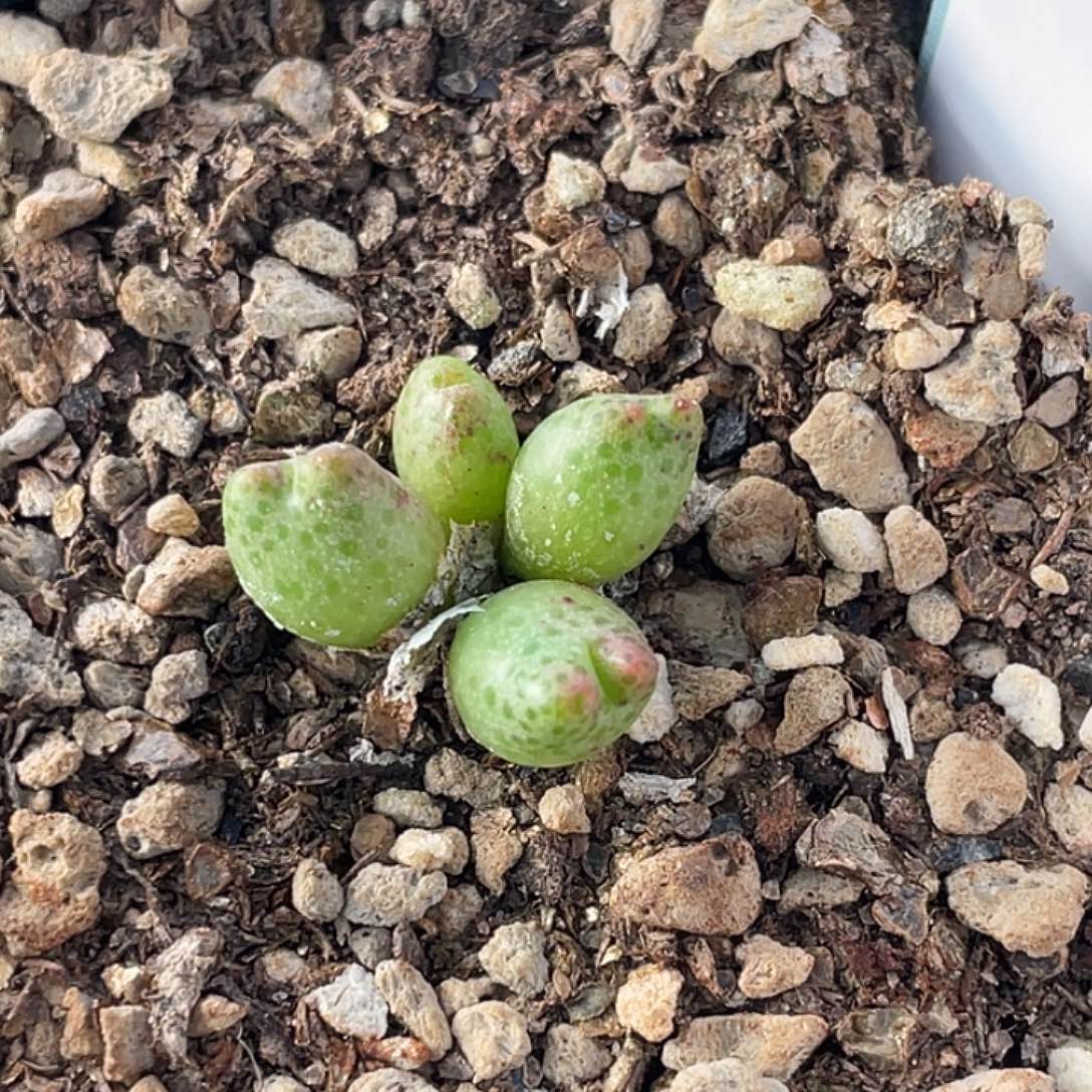 4-57草莓斑马肉锥