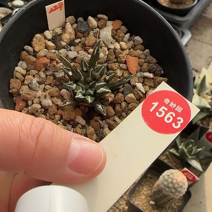 实在母本黑牡丹一颗3.3cm