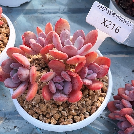 我是第一百个为妖刀应援的阴阳