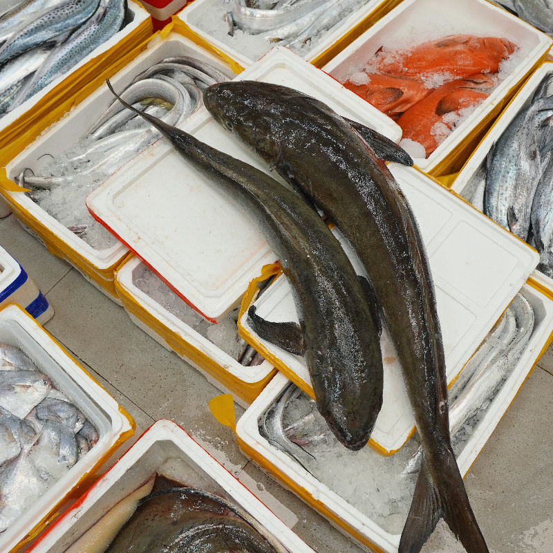 本港海犁鱼 肉质鲜嫩肥美  广东省内顺丰包邮