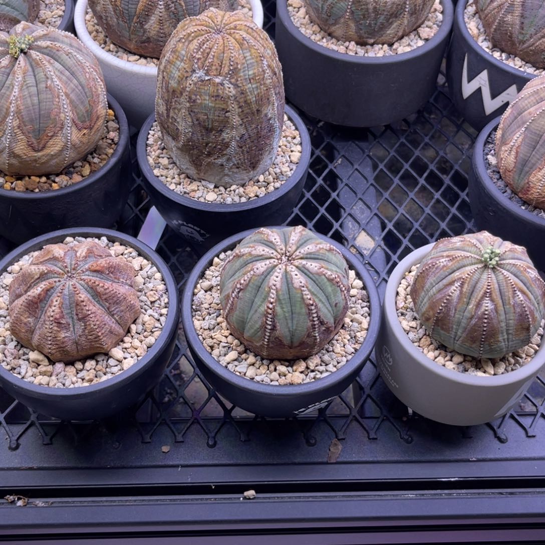 童***心欧系布纹球售出不退不换3个