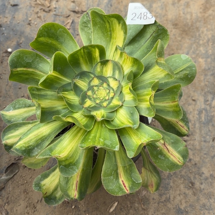 暴君多肉法师2483