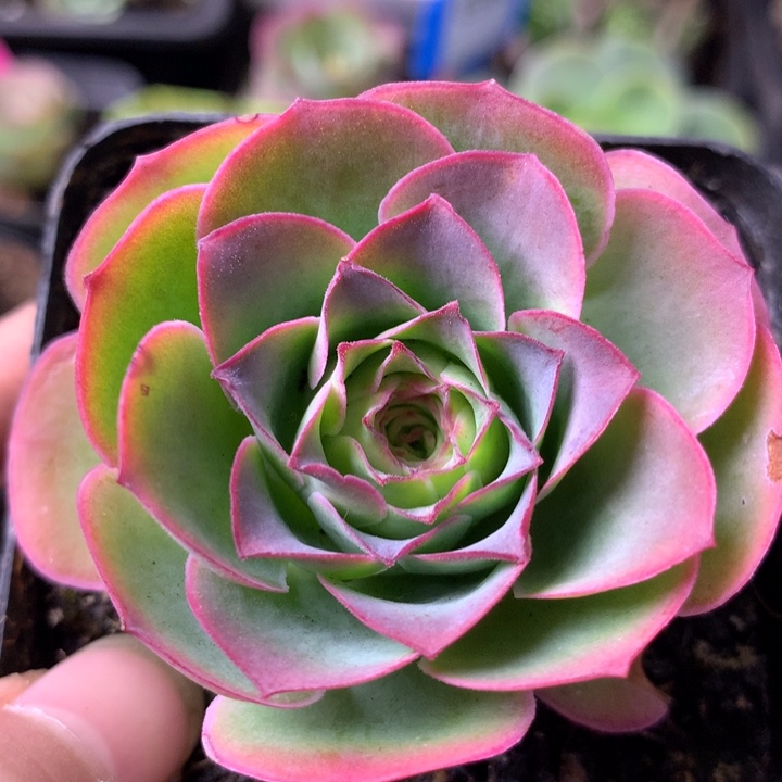 用***1一物一拍星辰青黛5231