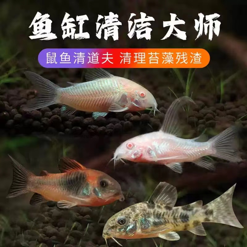 老鼠鱼热带观赏鱼底栖清洁工具鱼淡水小型好养活体