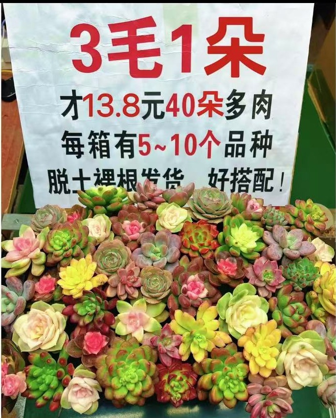 脱土精品多肉一箱 5-10个品种 好种好养 适合新手